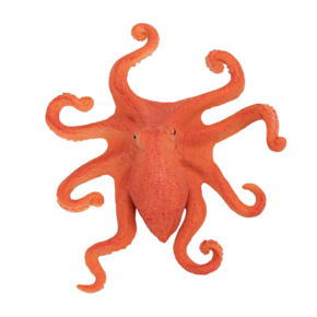 Polvo