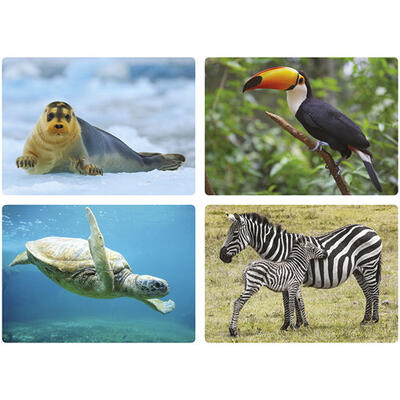 Caixa De Fotografias: Animais