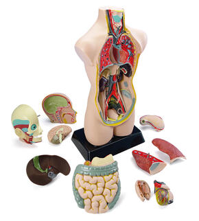 Conjunto De Anatomia